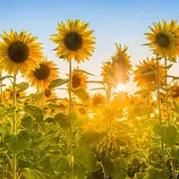 fotomural-de-flores-campo-de-girasoles-al-amanecer- 118062707